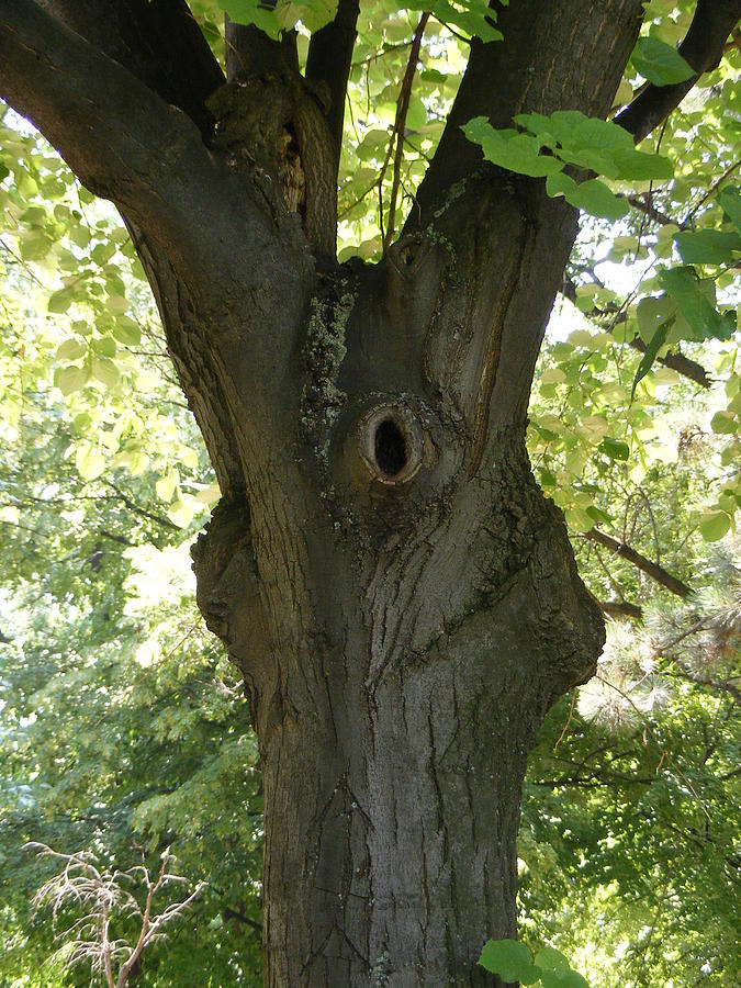 Eye In Tree Photograph by Jovica Kostic - Fine Art America