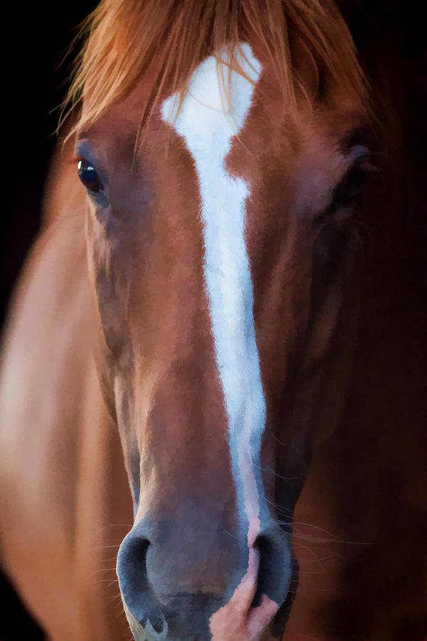 Horse Photograph - Eye Love Horses by Bonnie Phillips