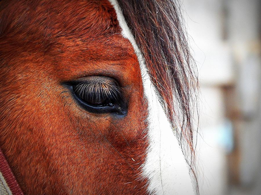 Horse Photograph - Eye of a Clyde by Karen Cook