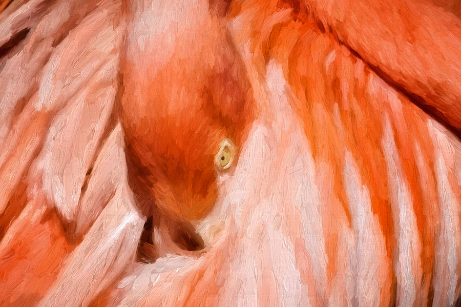 Eye Of A Flamingo Photograph