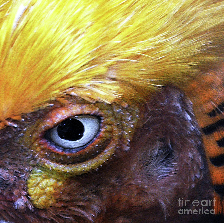 Eye of a Golden Pheasant Photograph by Lydia Holly