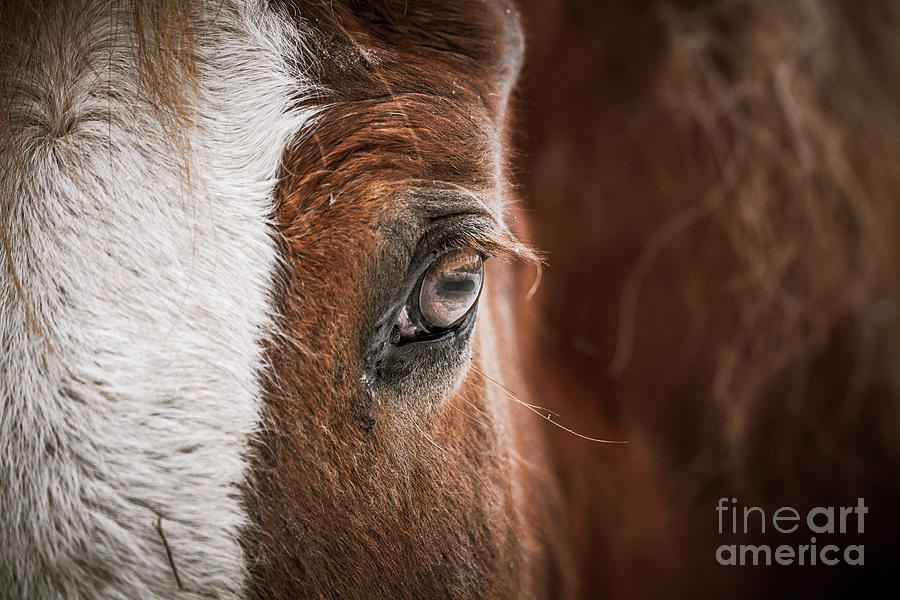 Eye of a horse Photograph by Asaf Brenner