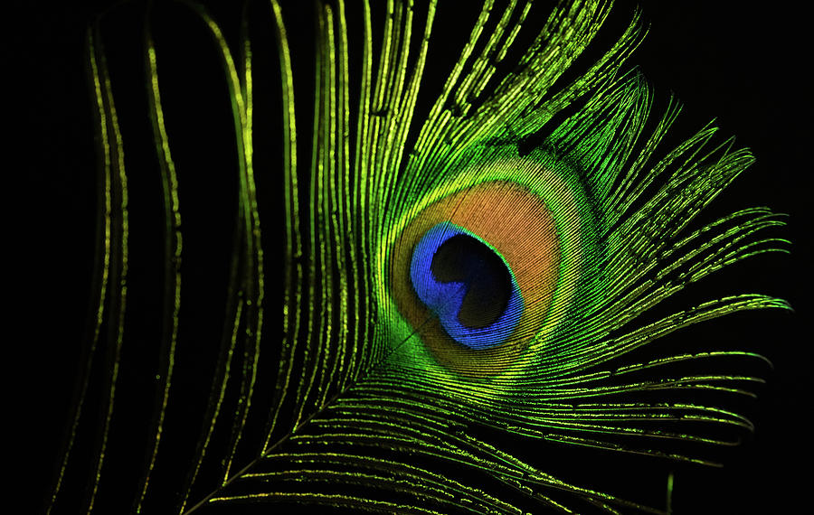Eye of a Peafowl Photograph by Douglas Barnett