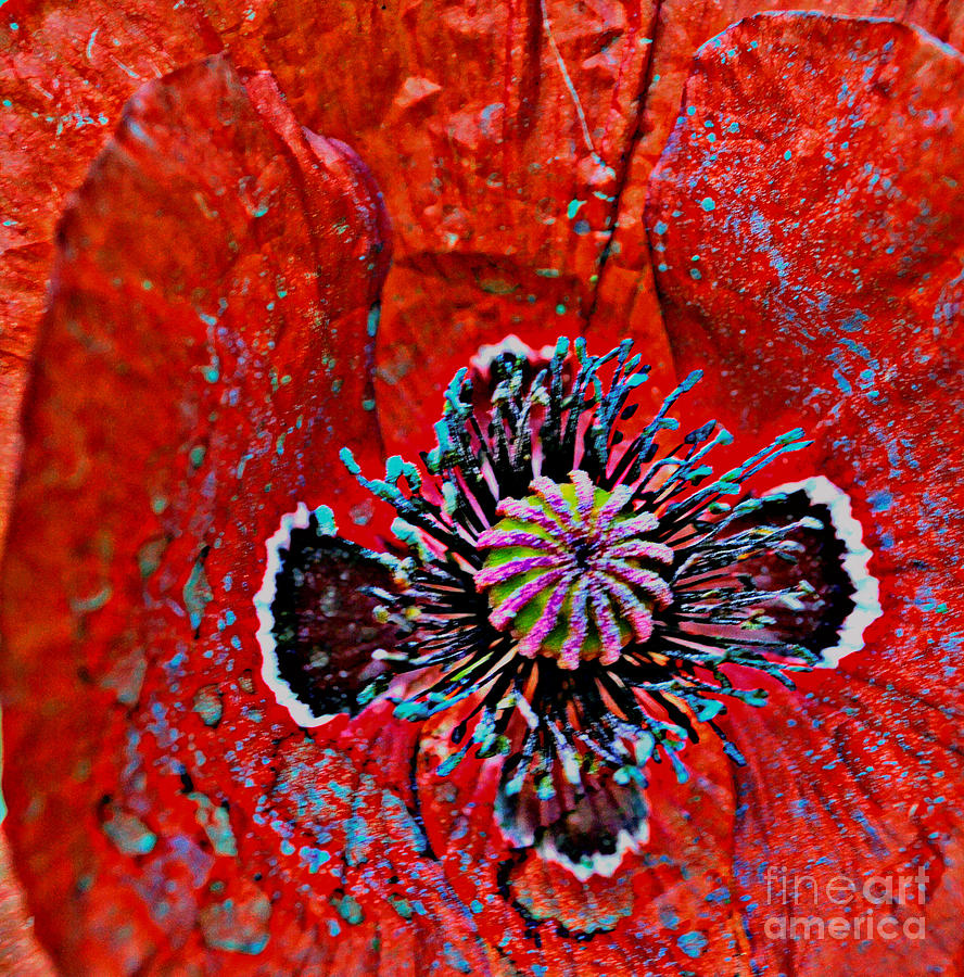 Eye of a Poppy Photograph by Diane montana Jansson