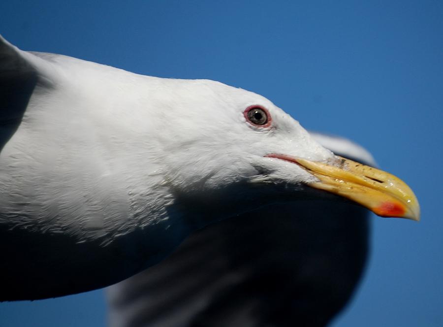 Eye of a Seagull Photograph by Sumoflam Photography