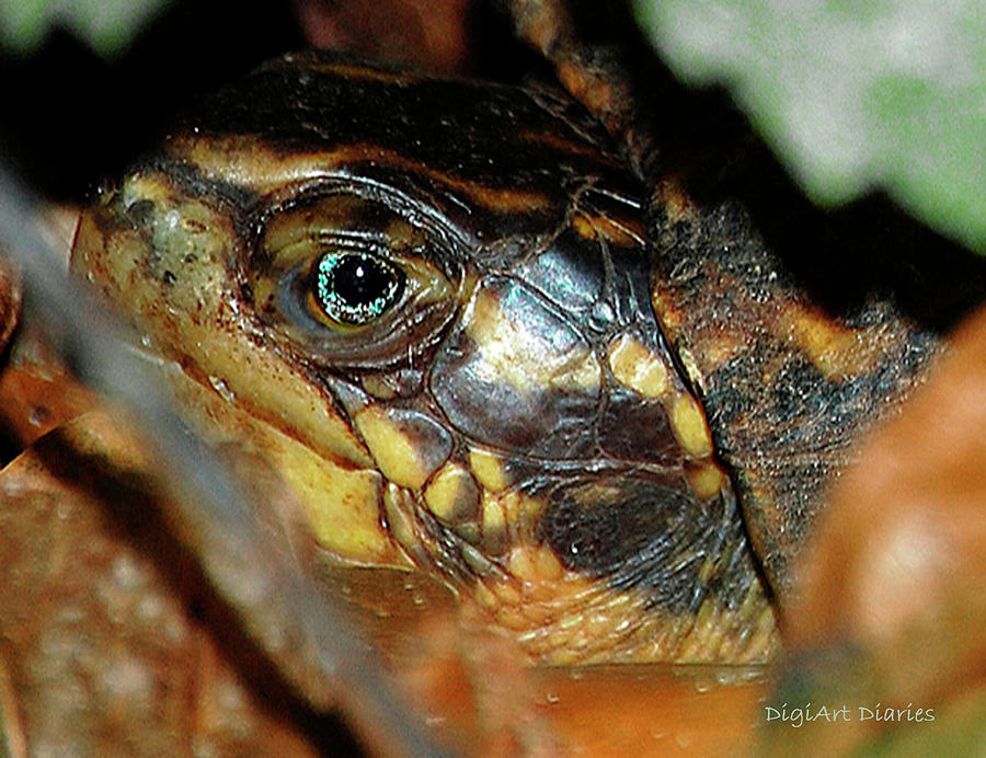 Reptile Digital Art - Eye of a Turtle by DigiArt Diaries by Vicky B Fuller