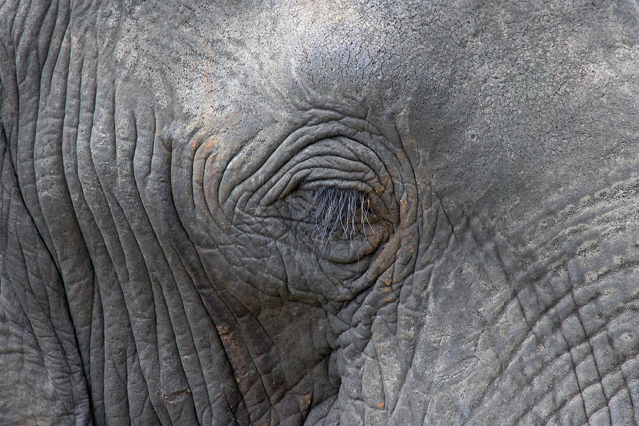 Eye of an Elephant Photograph by Tony Murtagh
