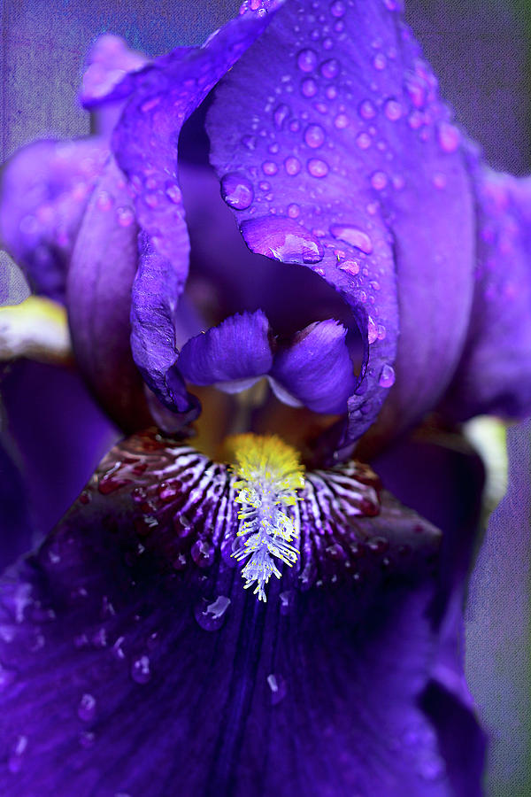 Eye of an Iris Photograph by Vanessa Thomas
