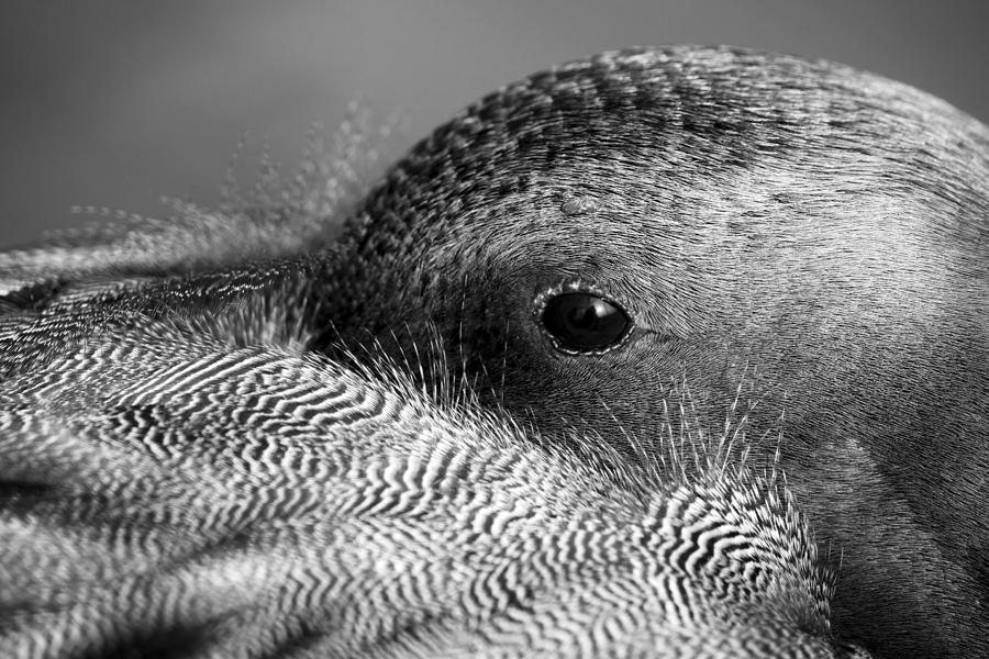Eye of Beauty BW Photograph by Travis Rogers