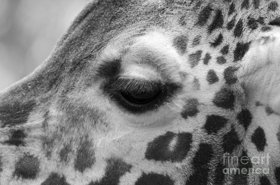 Eye of giraffe - mono Photograph by Steev Stamford