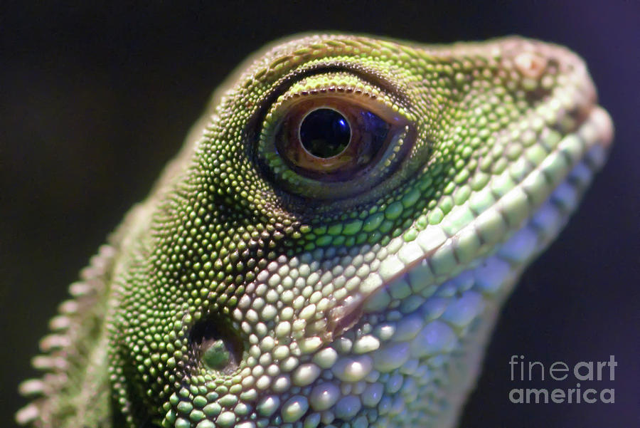 Wildlife Photograph - Eye of Lizard by Charles Dobbs