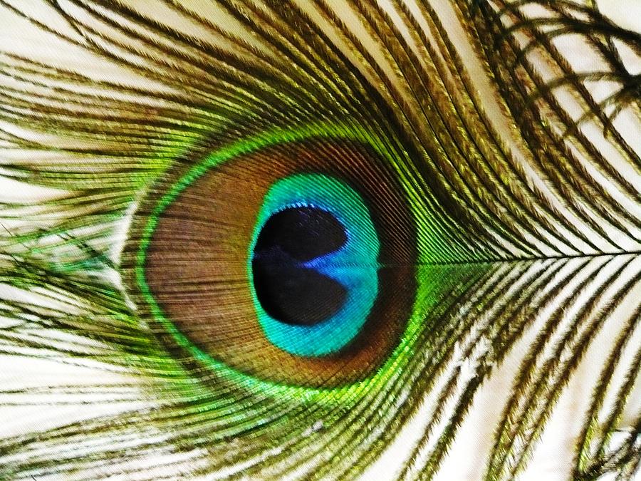 Eye of Peacock Photograph by Piety Dsilva