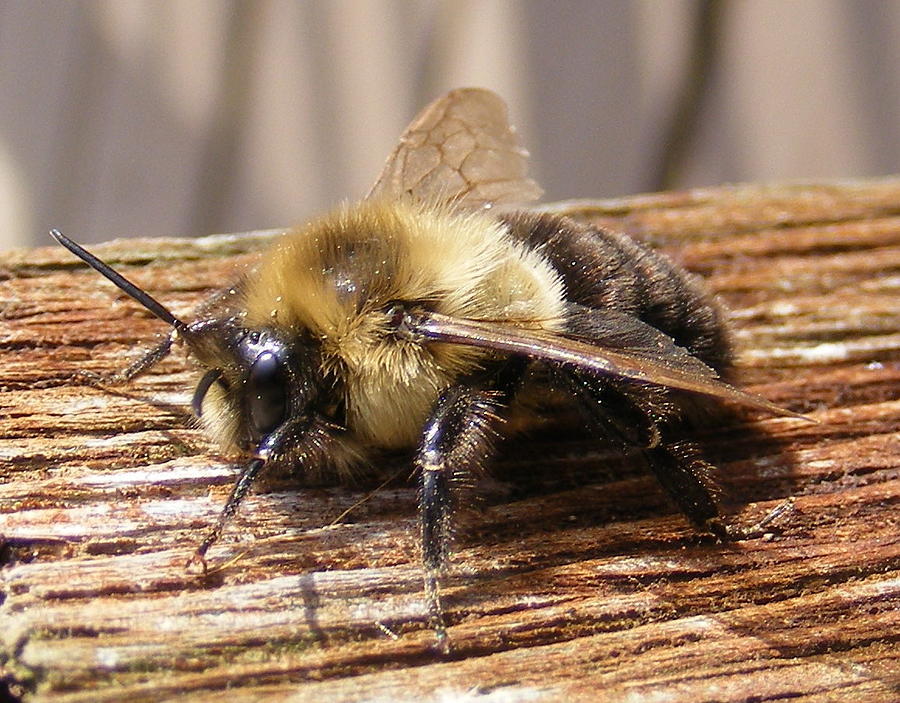 Eye Of The Bee Holder Photograph by Edward Smith - Fine Art America