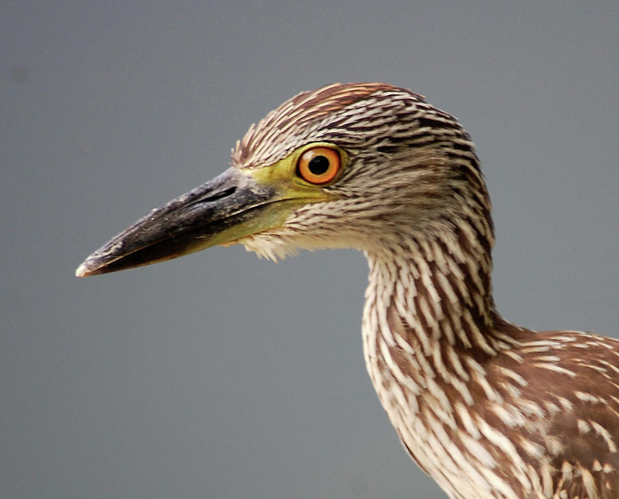 Wildlife Photograph - Eye Of The Bird by John Hughes