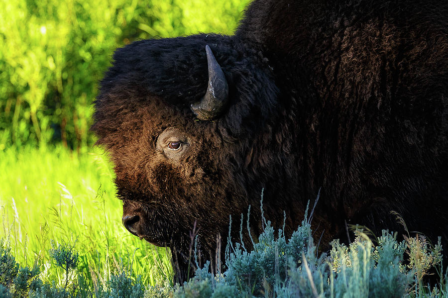 Eye of the Bison Photograph by C  Renee Martin