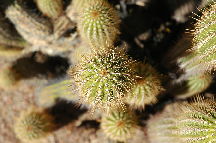 Eye Of The Cactus Photograph