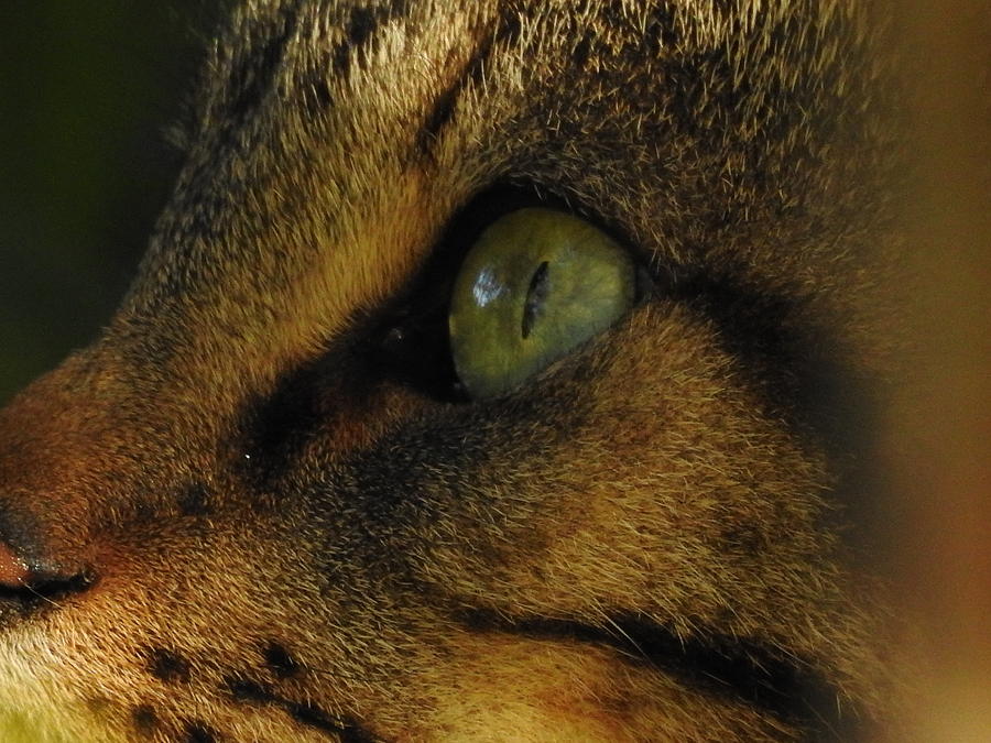 Eye of the Cat Photograph by Betty-Anne McDonald