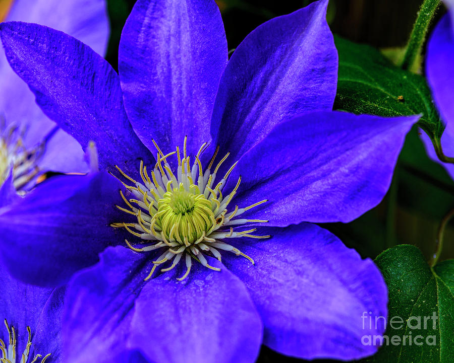 Eye of the Clematis Photograph by Elvis Vaughn