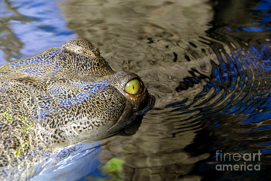 Crocodile Photograph - Eye of the Crocodile by David Lee Thompson