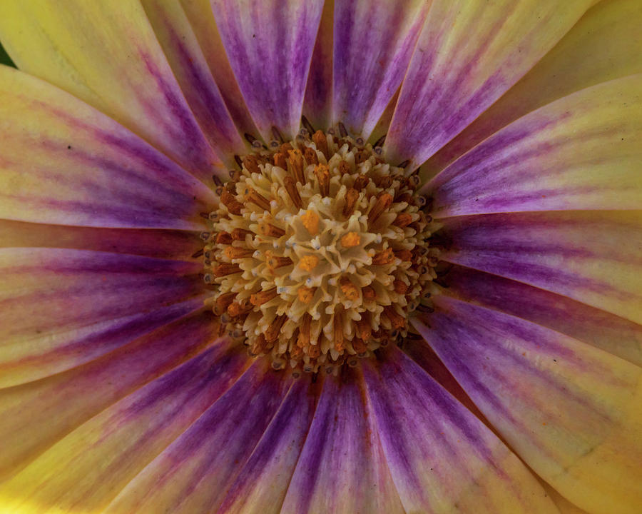 Eye of the Daisy Photograph by Catherine Avilez