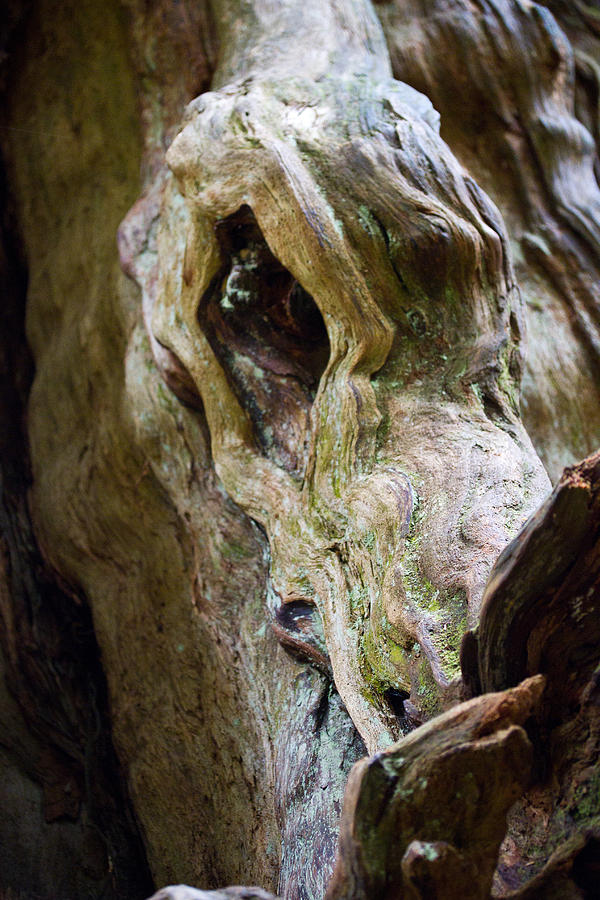 Eye Of The Dragon - Ancient Cedar - Pacific Northwest Photograph by Marie Jamieson