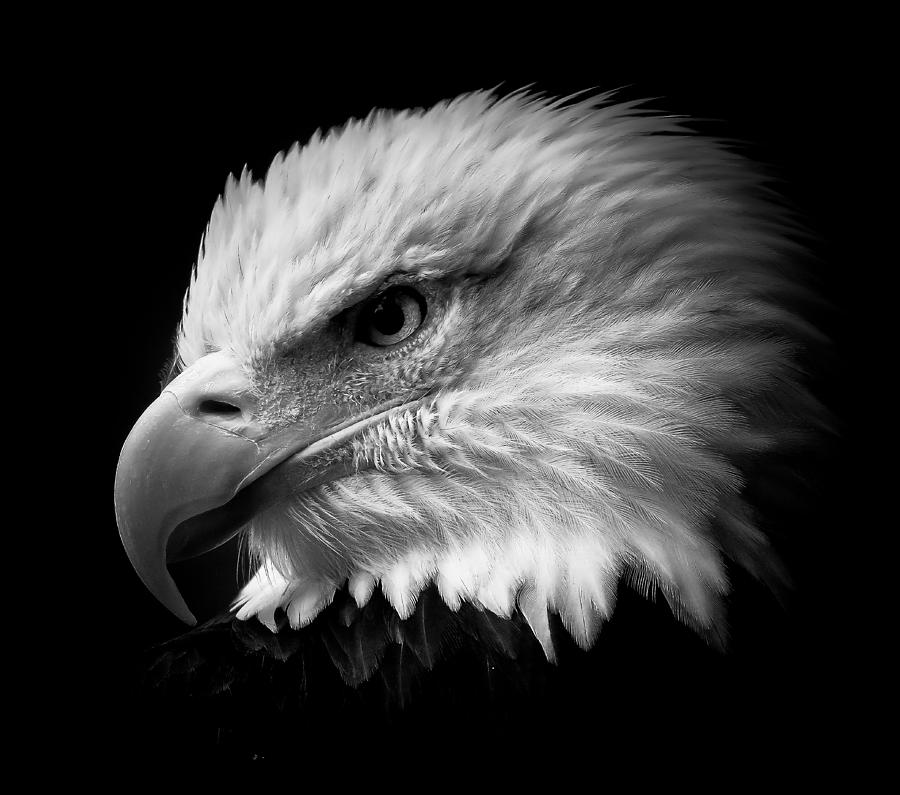 Eye Of The Eagle BW Photograph by Athena Mckinzie