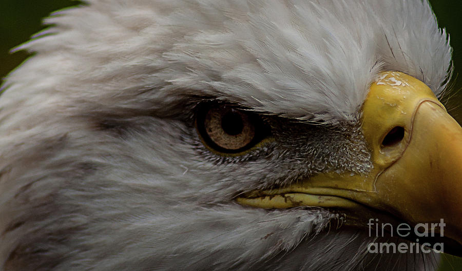 Eye of the Eagle Photograph by Deborah Klubertanz