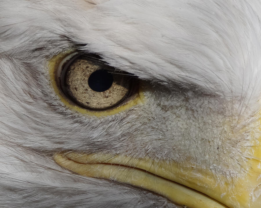 Eye of the Eagle Photograph by Ernest Echols