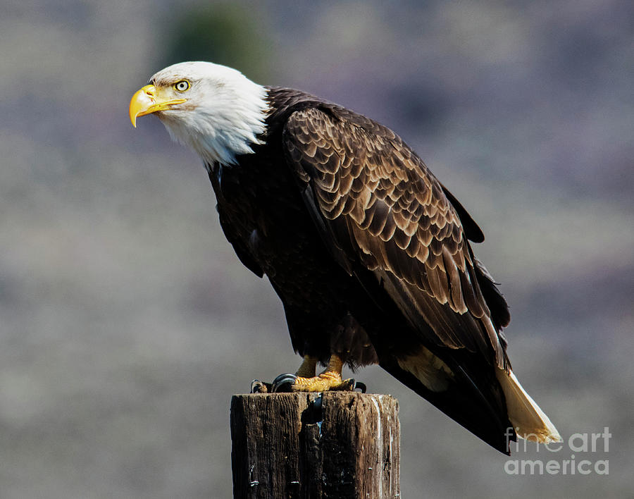 Eagle Photograph - Eye of the Eagle by Michael Dawson