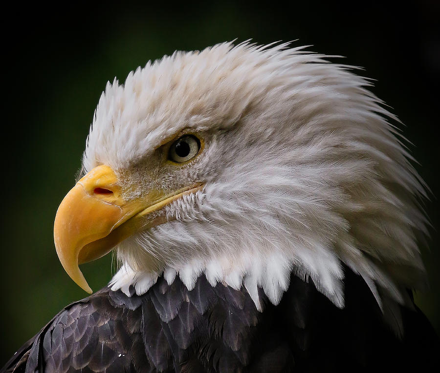 Eye Of The Eagle V Photograph by Athena Mckinzie