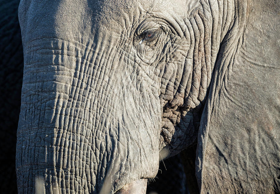 Eye of the Elephant Photograph by Fran Gallogly - Fine Art America