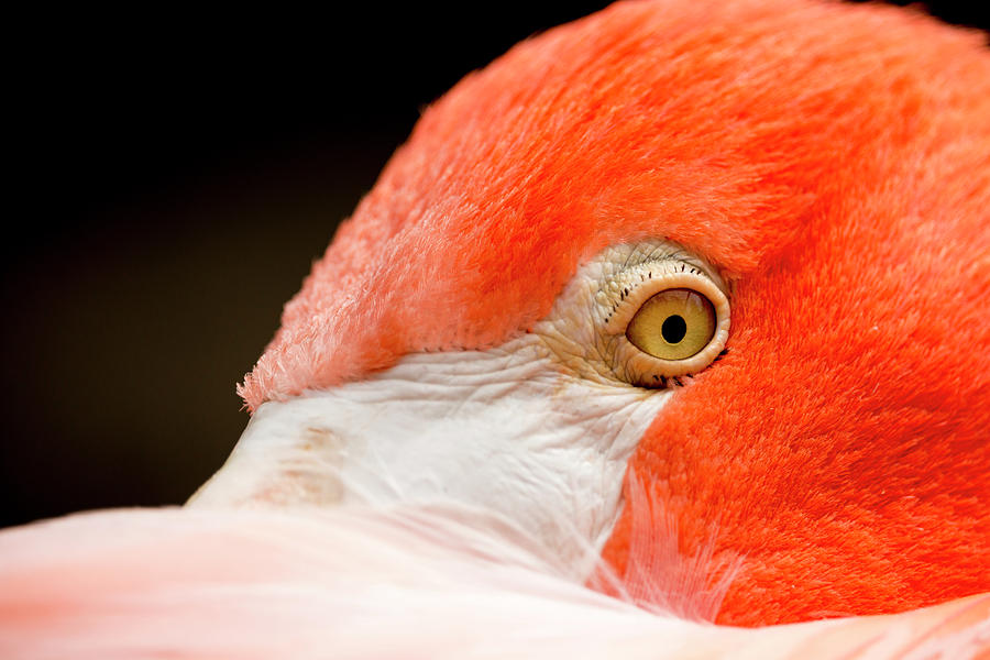 Eye of the Flamingo Photograph by Travis Rogers