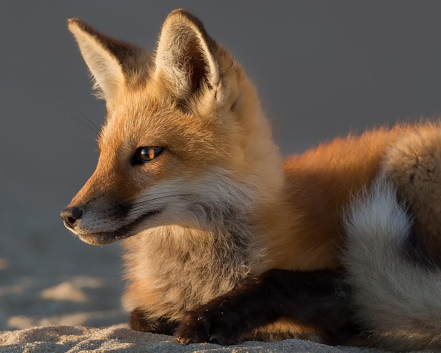 Eye of the Fox Photograph by Bill Wakeley