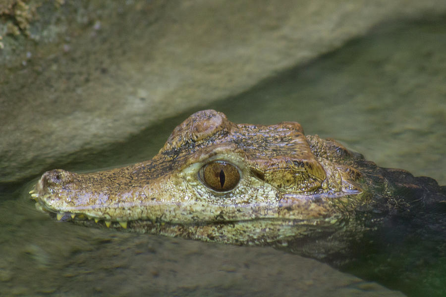 Eye of The Gator Photograph by David Stasiak