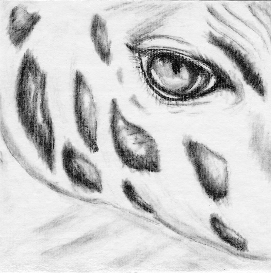 Eye of the Giraffe Drawing by Leslie Thomas Fine Art America