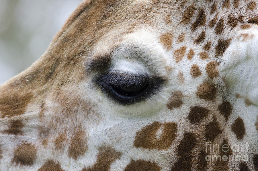 Eye of the giraffe Photograph by Steev Stamford