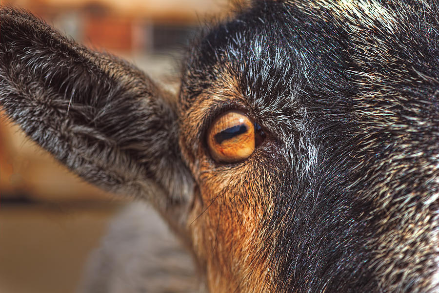 Eye of the Goat  Photograph by Brian Cross