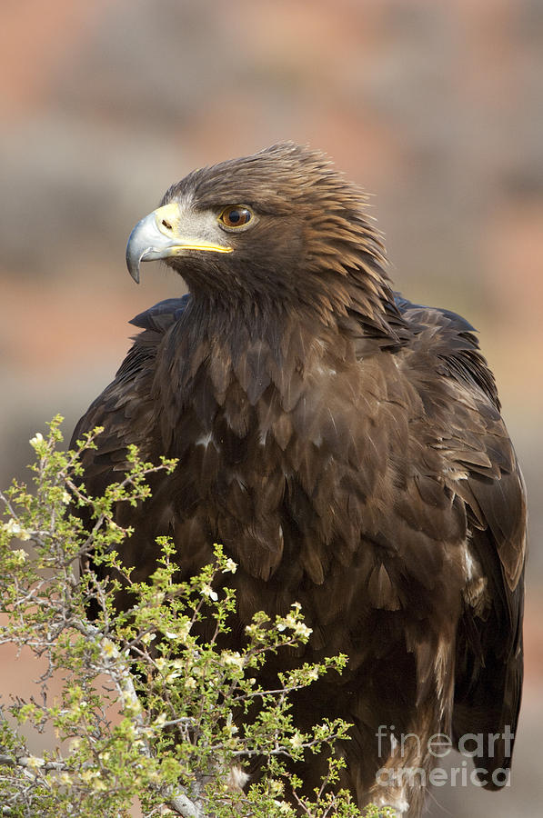 Eye of the Golden Eagle Photograph by Sandra Bronstein