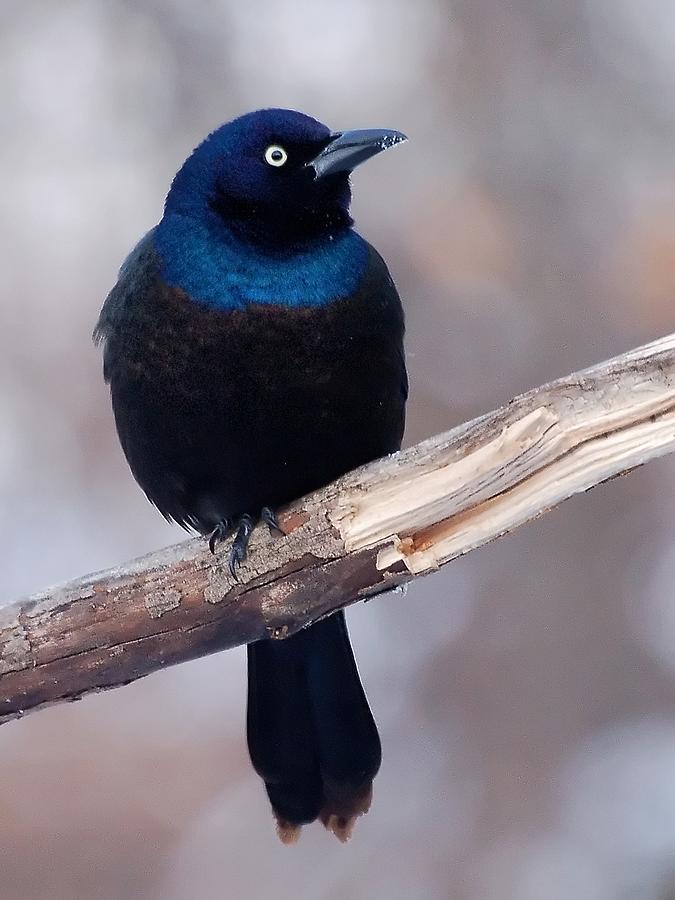 Nature Photograph - Eye of the Grackle by Edward Loesch