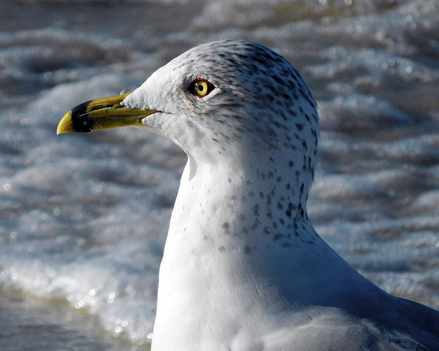 Eye of the Gull by Robb Stan Eye of the Gull by Robb Stan
