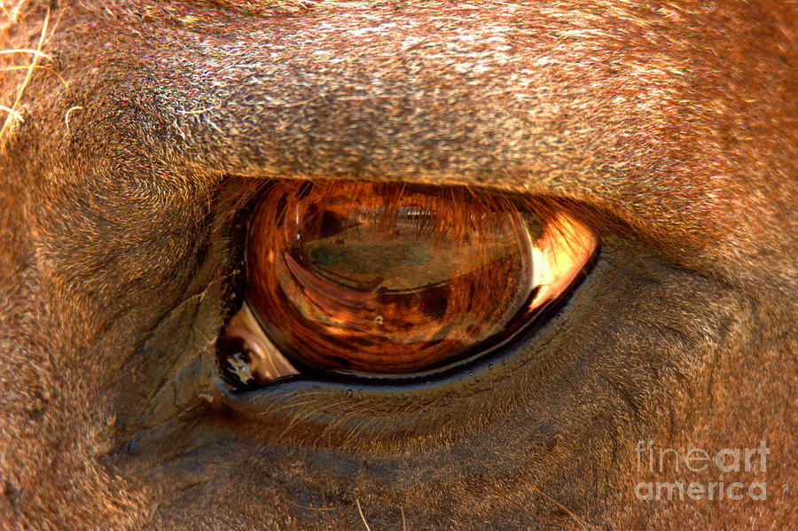 Eye Of The Horse Photograph by Adam Jewell