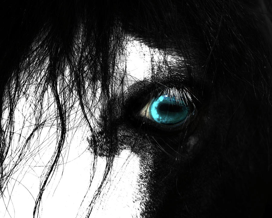Eye of the Horse Photograph by Gray  Artus