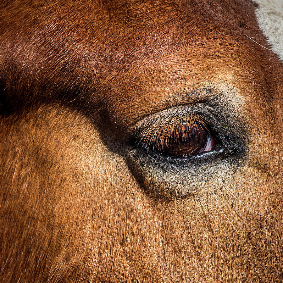 Eye Of The Horse Photograph by Paul Freidlund