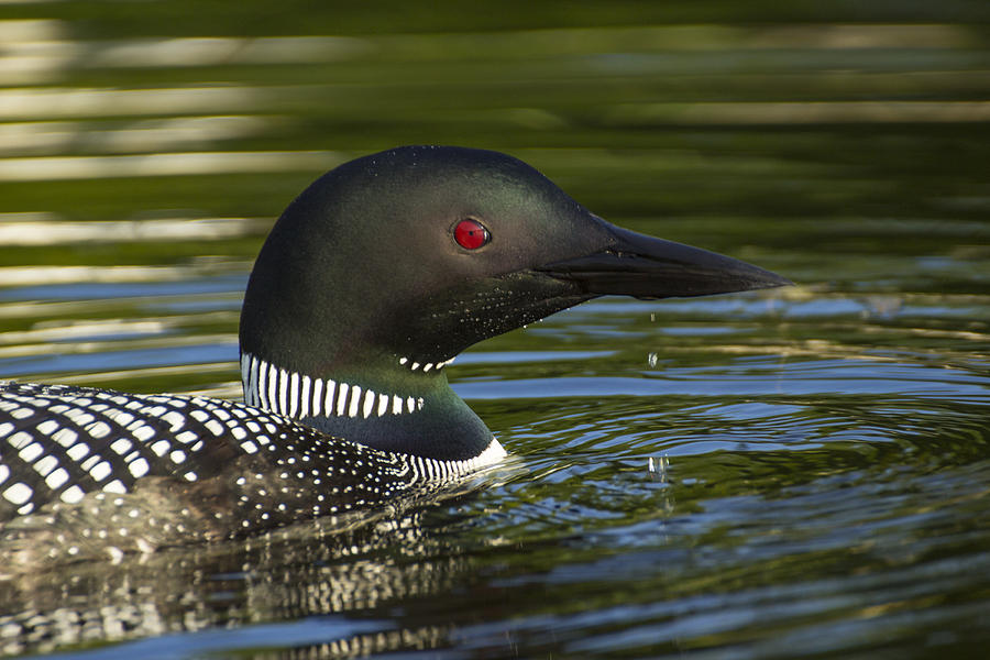 Eye Of The Hunter - Common Loon - Gavia Immer Photograph by Spencer Bush