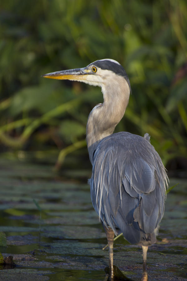 Eye of the Hunter - Great Blue Heron - Ardea Hernias Photograph by ...