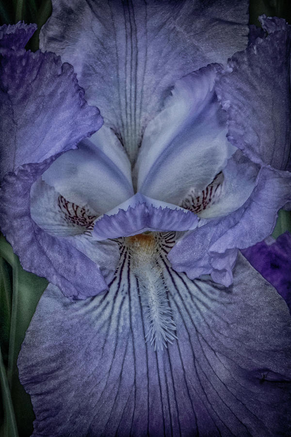 Eye of the Iris Photograph by Judy Hall-Folde