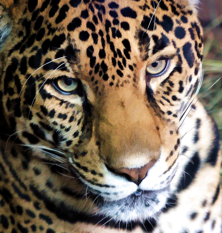 Eye Of The Leopard Photograph by Athena Mckinzie