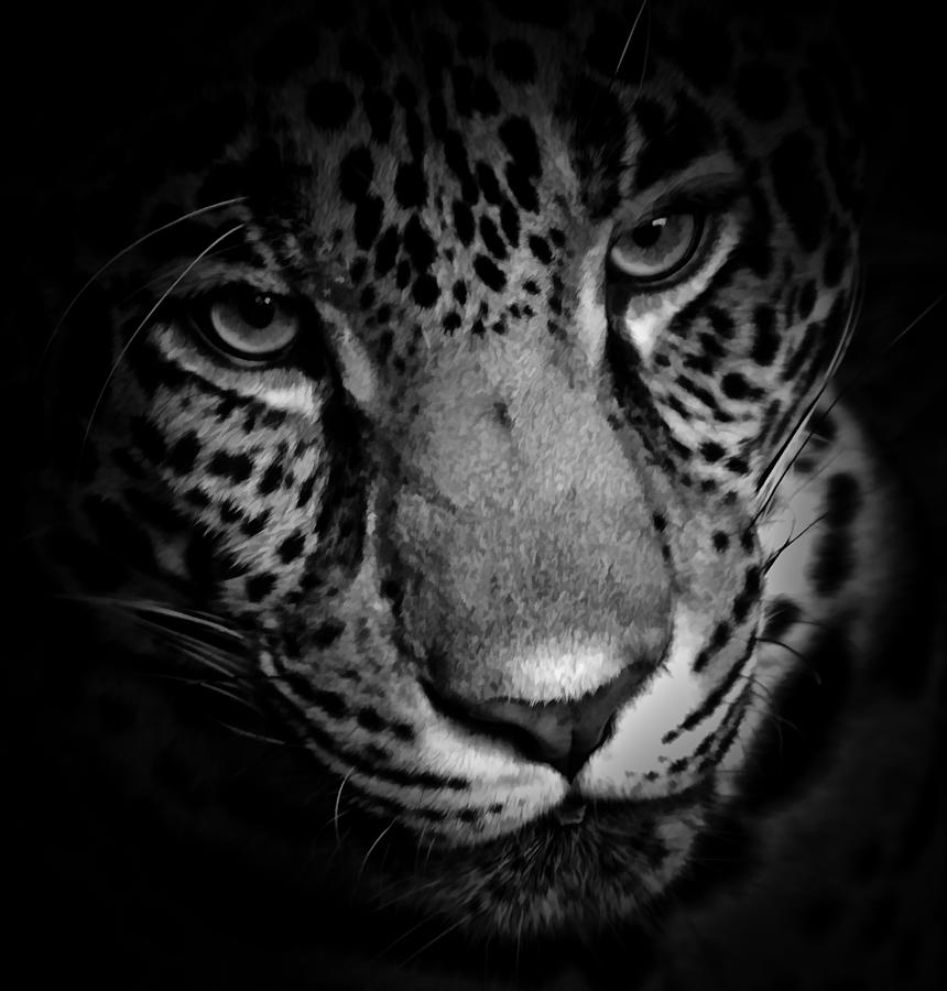 Eye Of The Leopard BW Photograph by Athena Mckinzie
