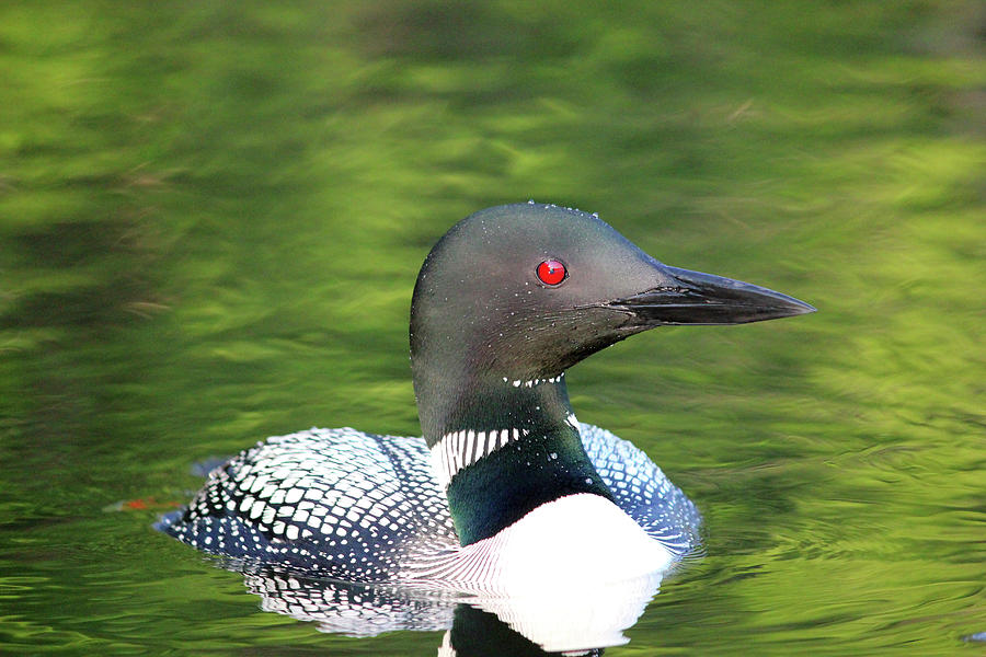 Eye of The Loon Photograph by Brook Burling