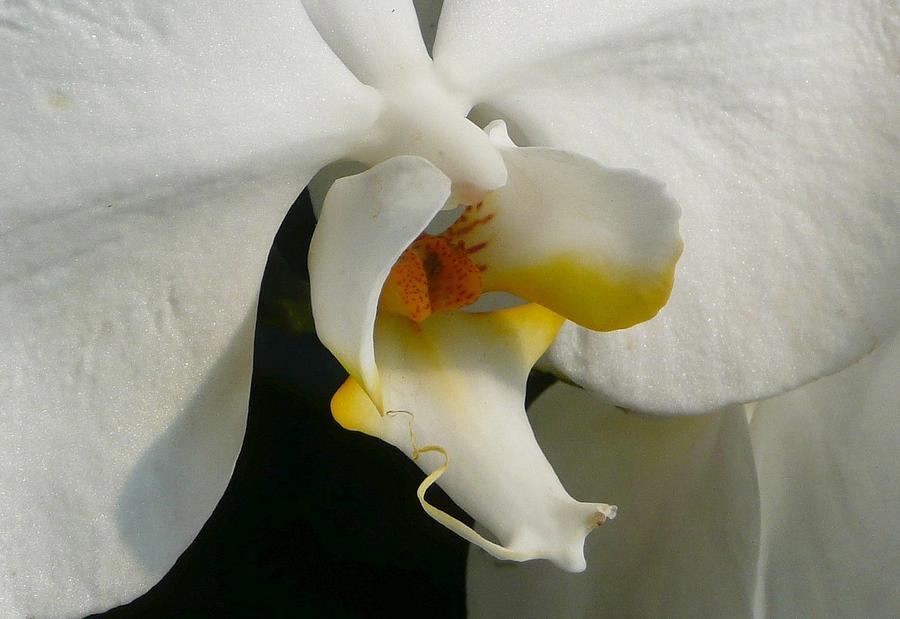 Eye of the Orchid Photograph by Lori Seaman